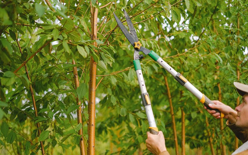 Tree trimming in Elmira, OR